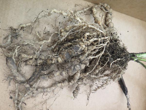 Thumbnail image for Control of Root-Knot Nematodes in the Home Vegetable Garden
